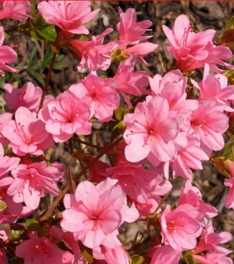 Azalia japońska (Rhododendron japonicum) Blaauw